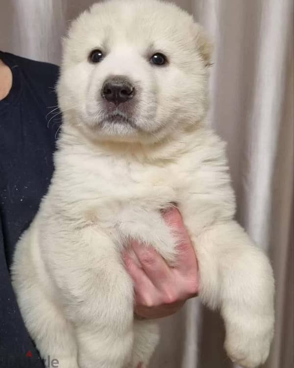 Central Asian shepherd puppy boy from Russia 1