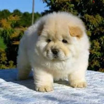 مطلوب جرو تشاو Looking for a Chow puppy