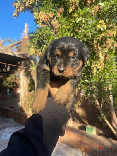 Rott Weiler Puppies , Sell at 45 Days