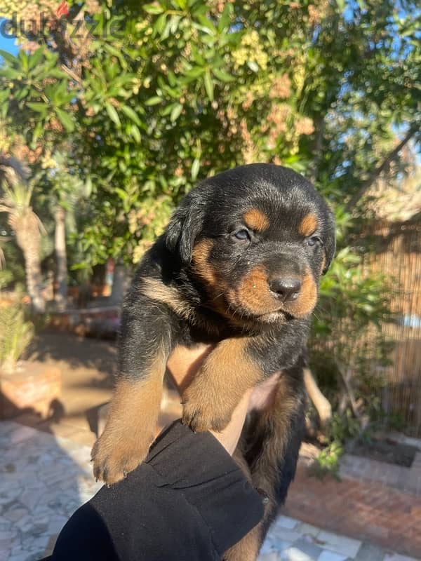 Rott Weiler Puppies , Sell at 45 Days 1