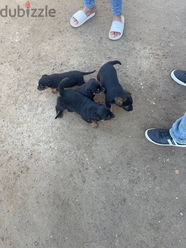 Rott Weiler Puppies , Sell at 45 Days 2