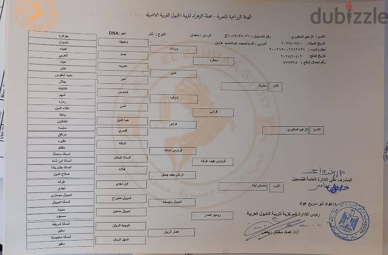 اجمل مهر ادهم فى مصر 1