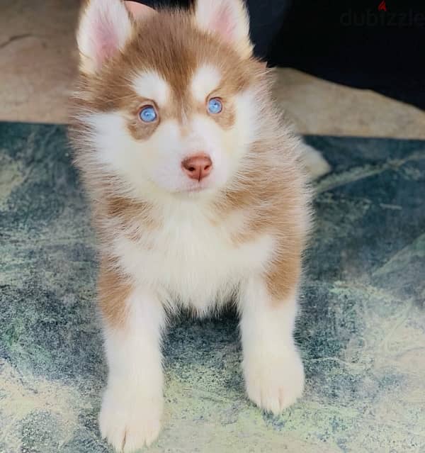 كلب هاسكي بيور / Pure Male Husky 1