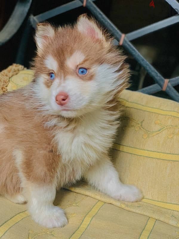 كلب هاسكي بيور / Pure Male Husky 3