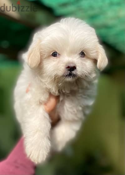 havanese