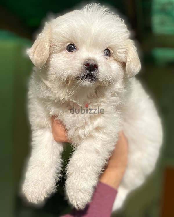 havanese 1