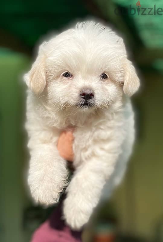 havanese 2