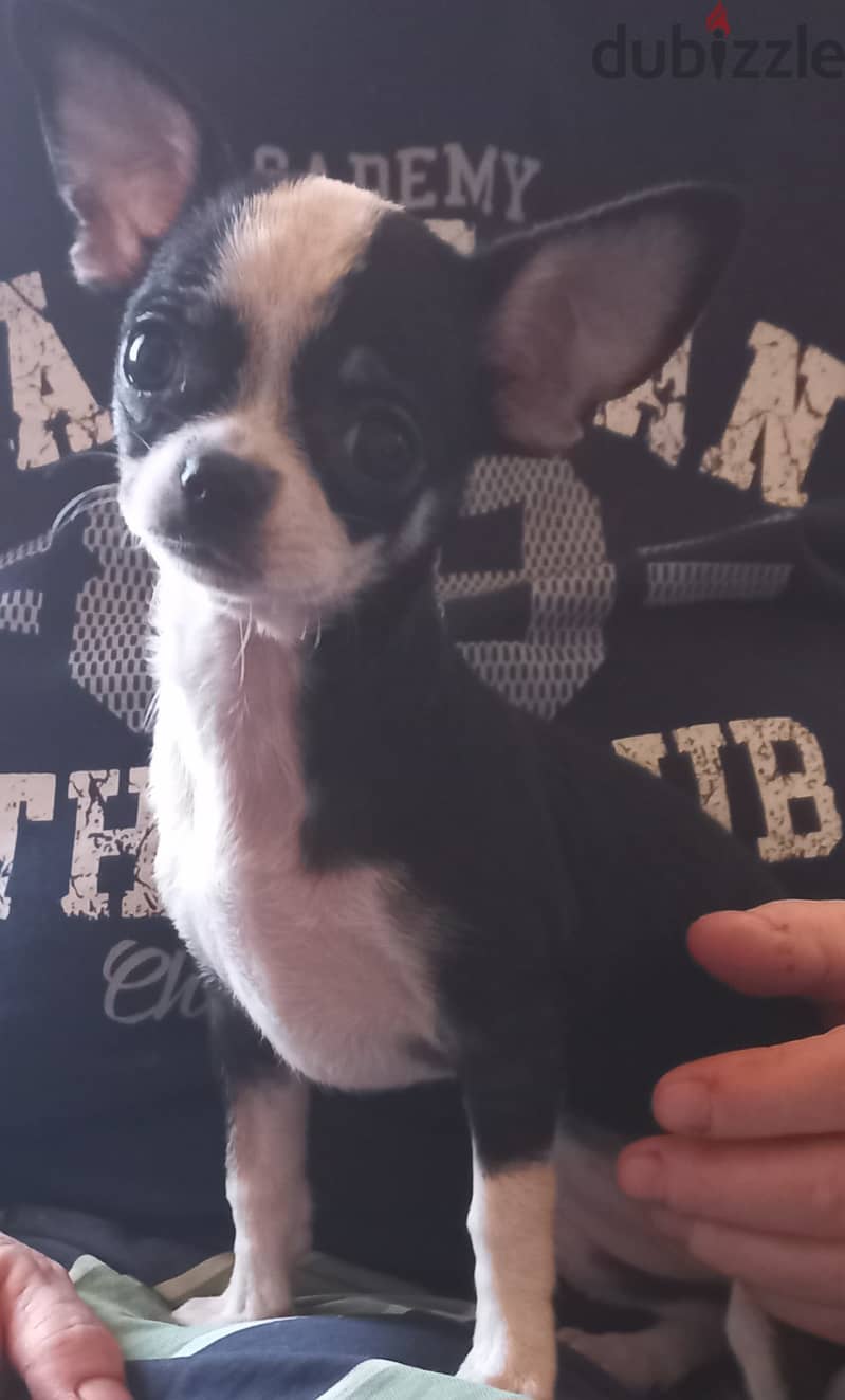 female Chihuahua last one available 3