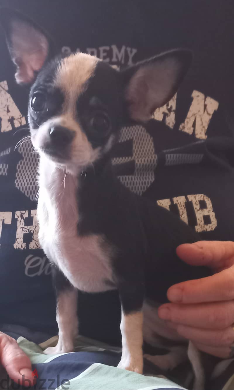 female Chihuahua last one available 4