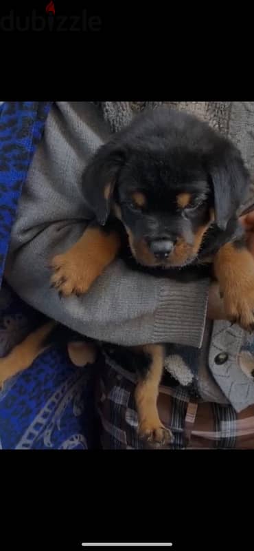 rottweiler puppies