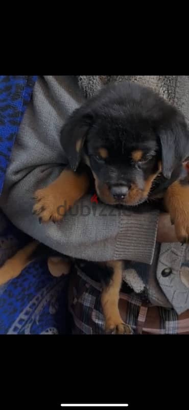 rottweiler puppies 2