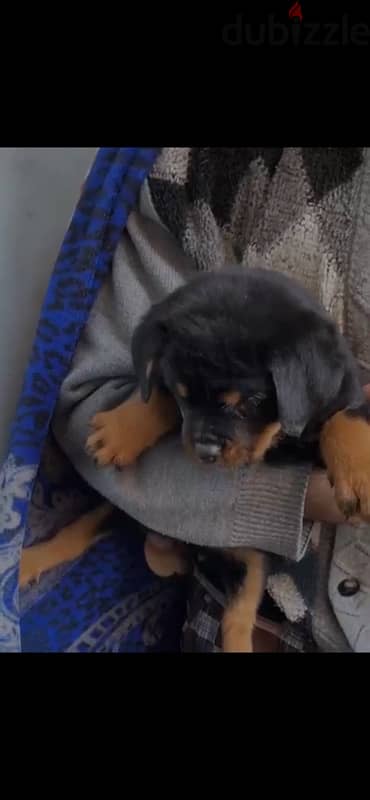 rottweiler puppies 3