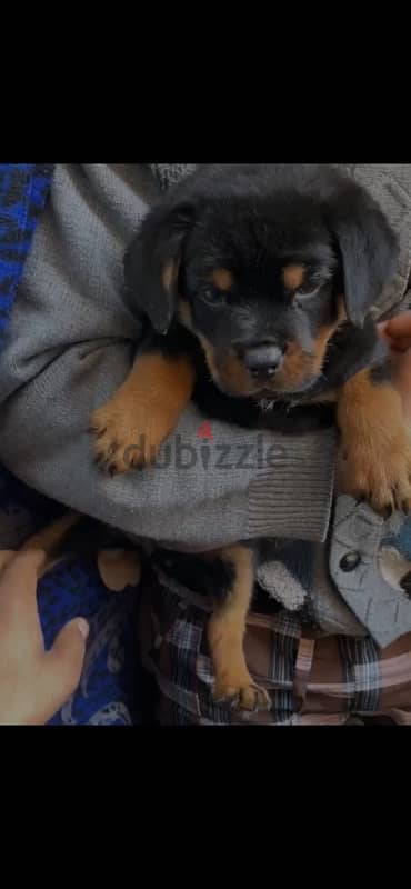 rottweiler puppies 4