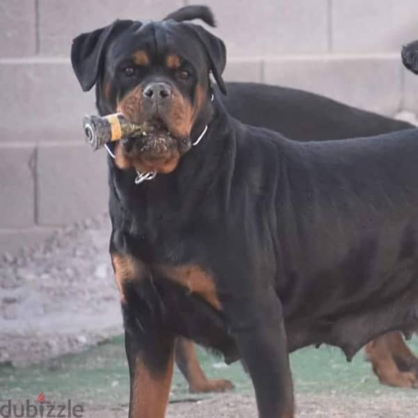 rottweiler puppies 5