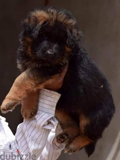 German shepherd puppies male female German جراوي جيرمن شيبرد ذكر انثي