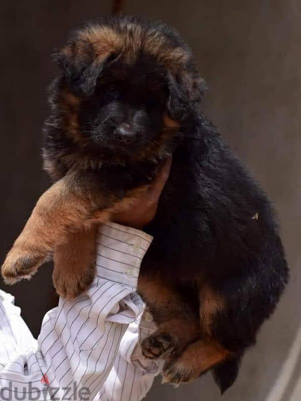 German shepherd puppies male female German جراوي جيرمن شيبرد ذكر انثي 0