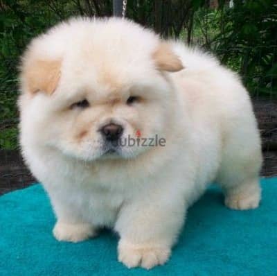 chow chow premium breed تشاو شاو أعلى مستوى