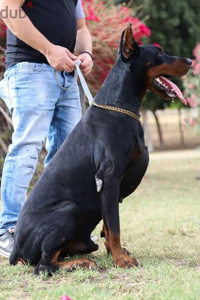 Doberman puppies for sale in egypt جراوي دوبرمان للبيع من الاهالي دة