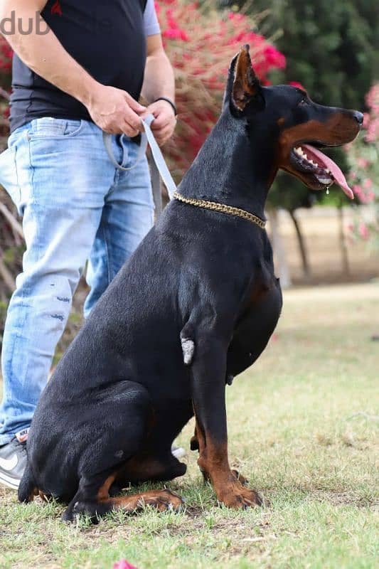 Doberman puppies for sale in egypt جراوي دوبرمان للبيع من الاهالي دة 0