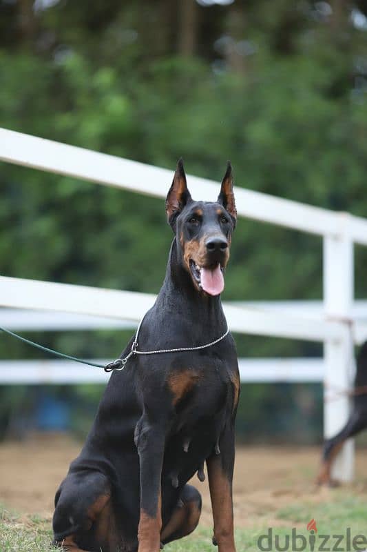 Doberman puppies for sale in egypt جراوي دوبرمان للبيع من الاهالي دة 1