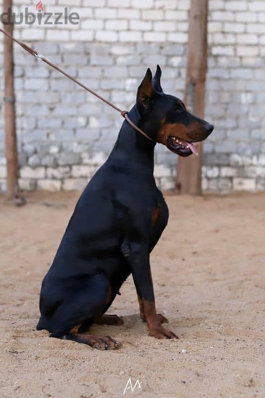 Doberman puppies for sale in egypt جراوي دوبرمان للبيع من الاهالي دة 2