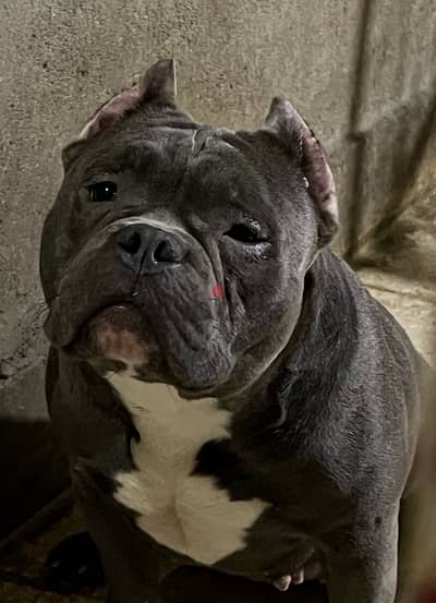 American bully