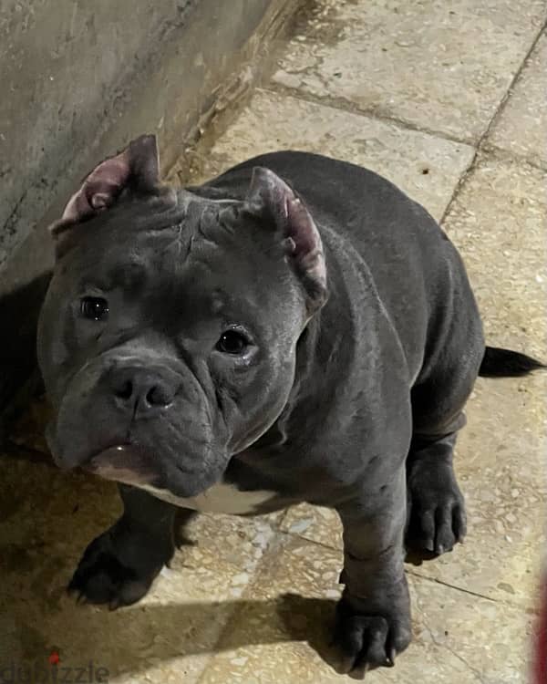 American bully 1