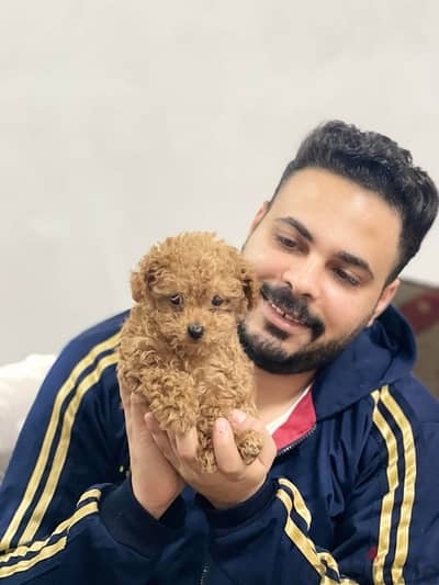 بودل poodle toy poodle