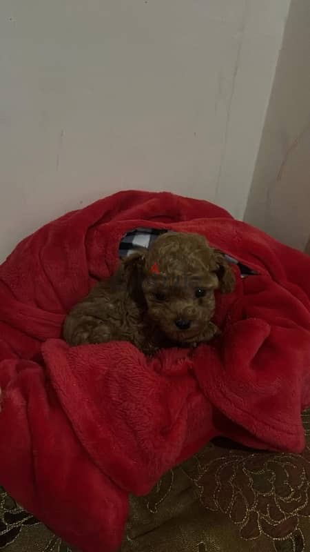 بودل poodle toy poodle 4