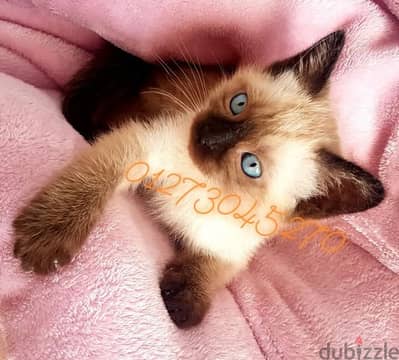 سيامي سيامى كيتن بيور  siamese kittens purebred