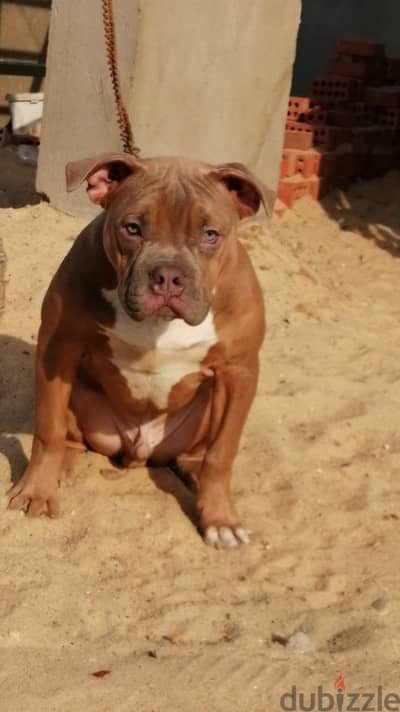 بولي American bully