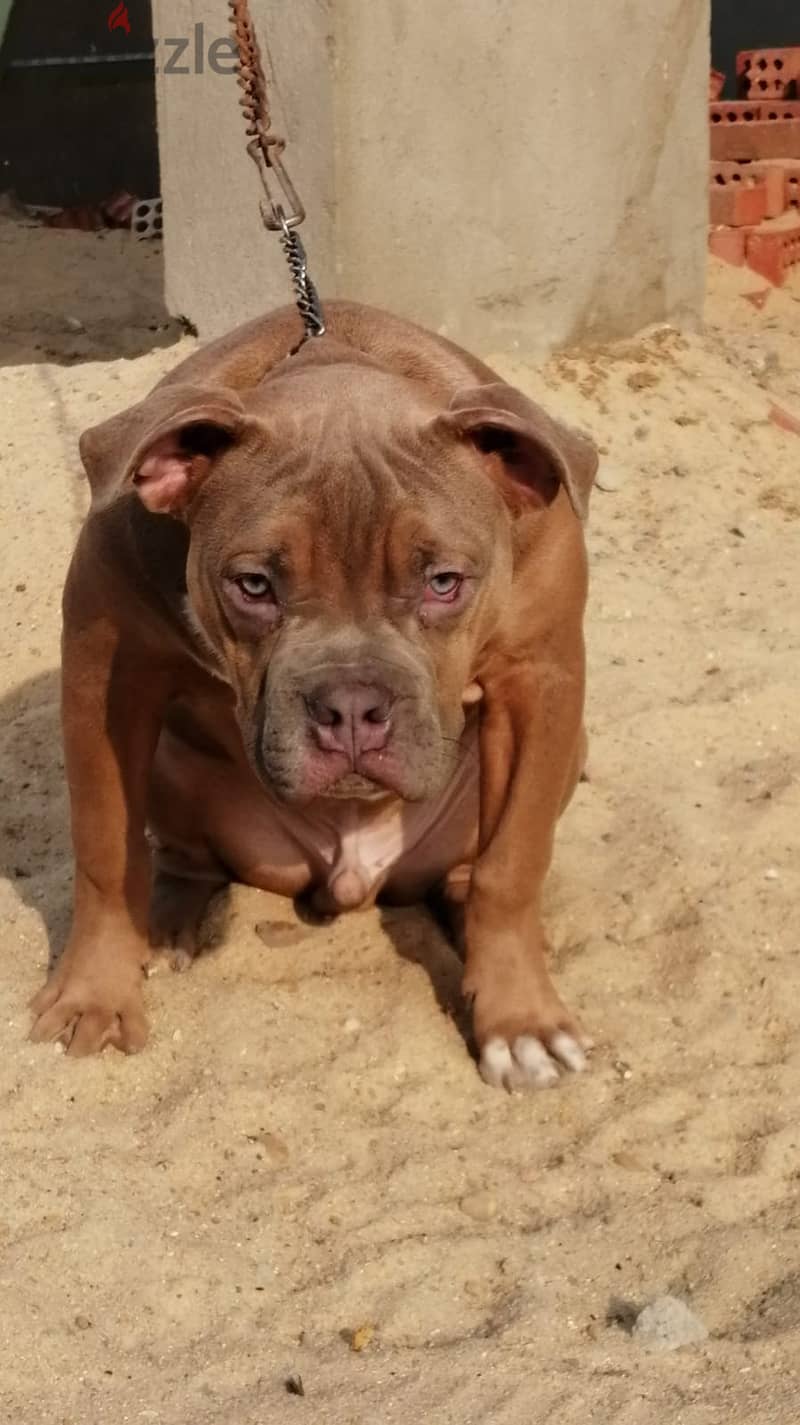 بولي American bully 2