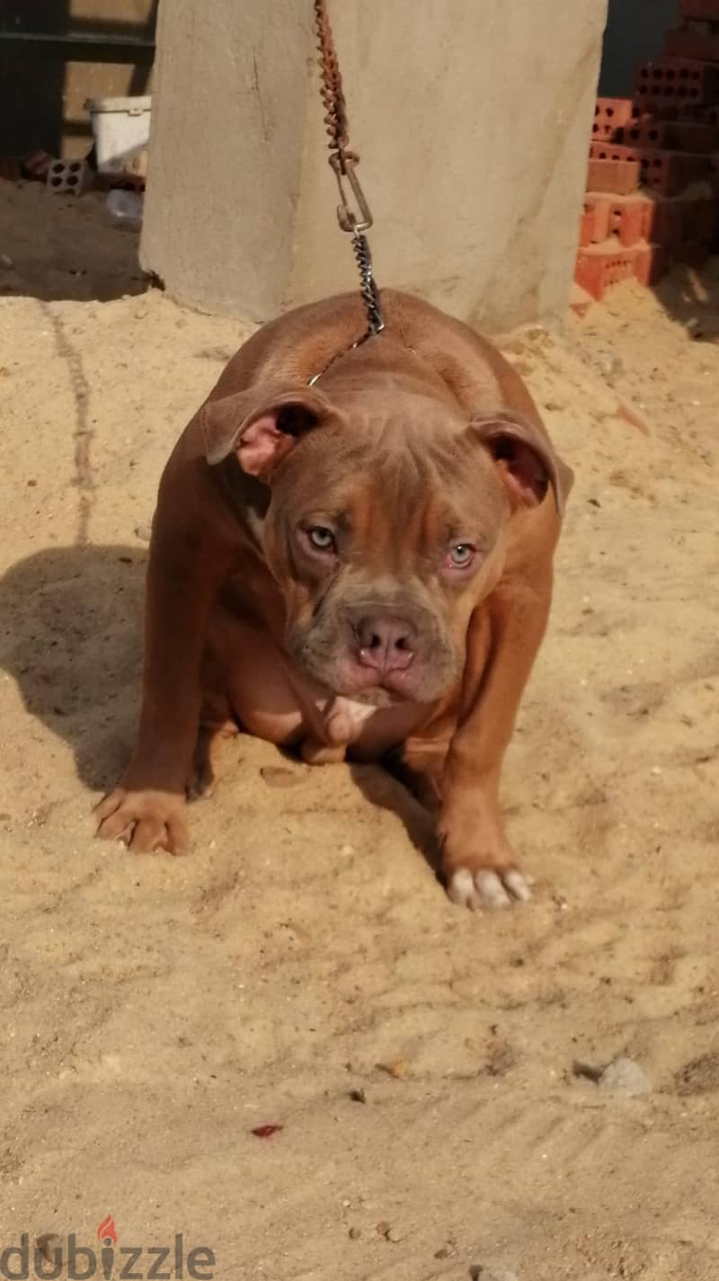 بولي American bully 3