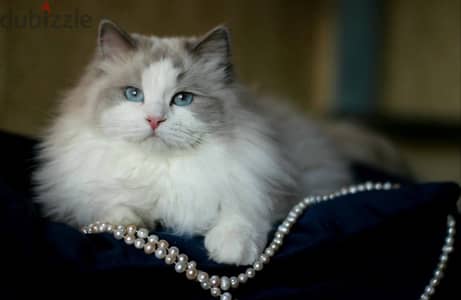 Ragdoll Cat with WCF Pedigree From Europe