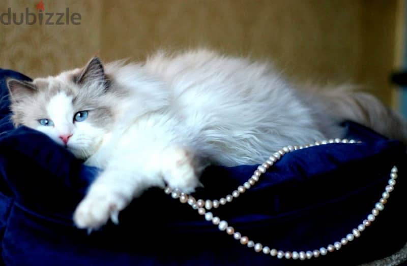 Ragdoll Cat with WCF Pedigree From Europe 1