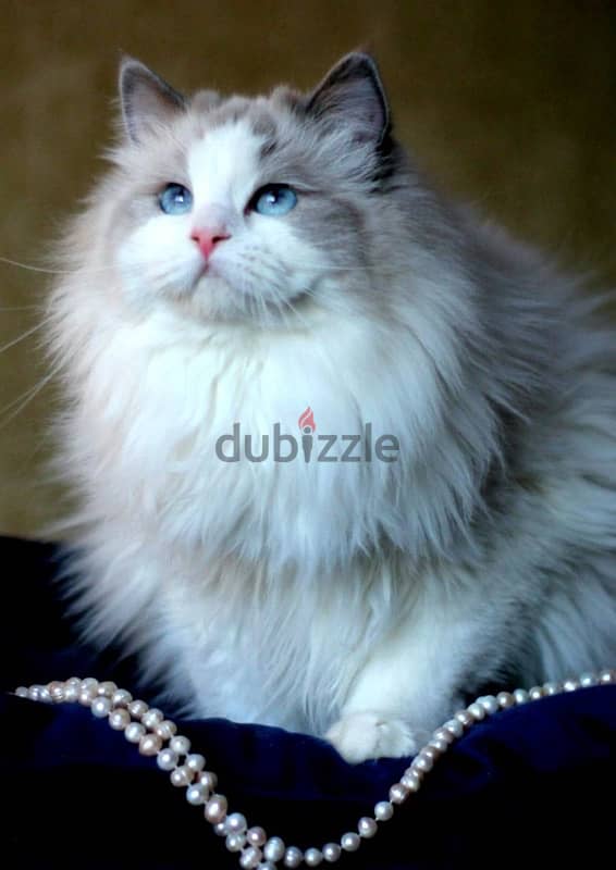 Ragdoll Cat with WCF Pedigree From Europe 2