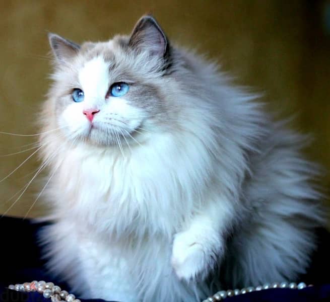 Ragdoll Cat with WCF Pedigree From Europe 3