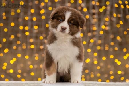 Australian Shepherd Puppy Dog for Sale From Europe