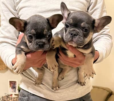 French bulldog فرنش بولدوج puppy