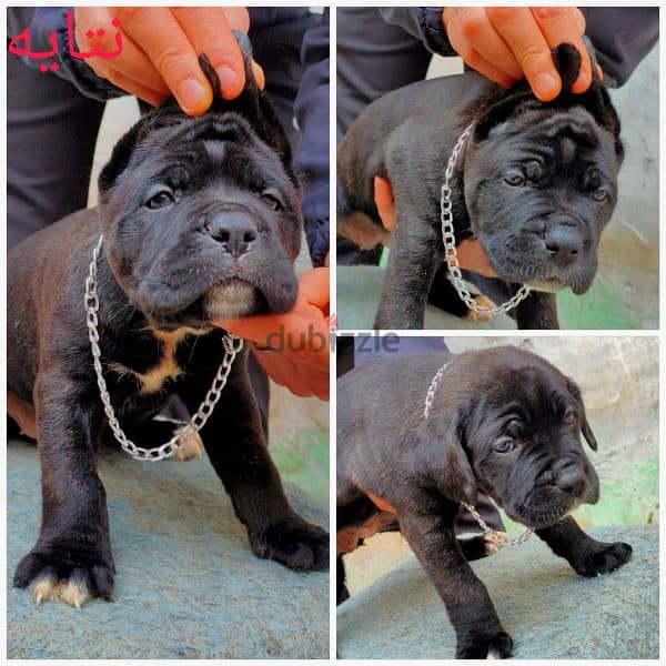 كين كورسو - cane Corso 2