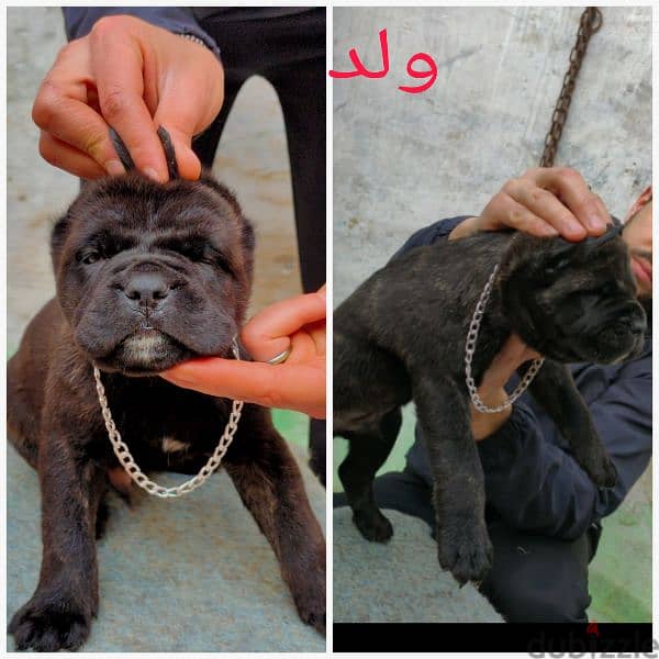 كين كورسو - cane Corso 3