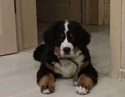 Bernese mountain female from Russia