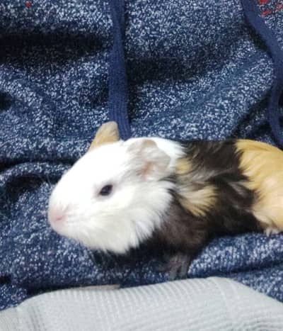 guinea pig