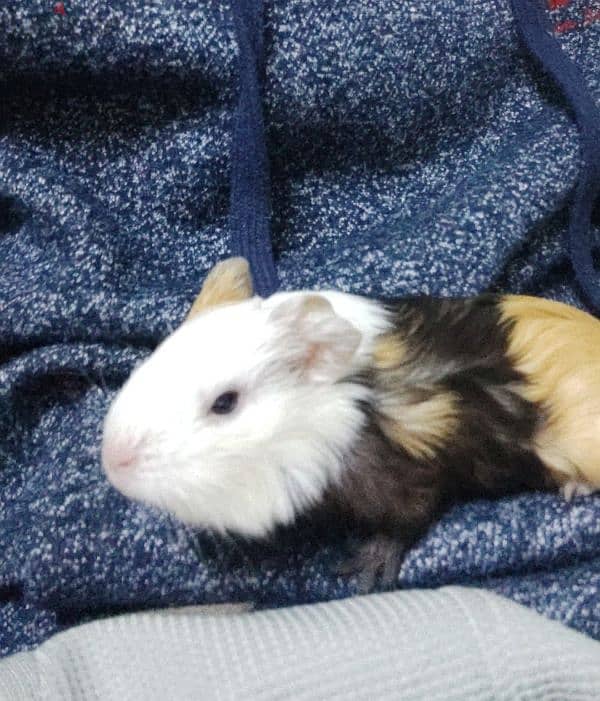 guinea pig 0