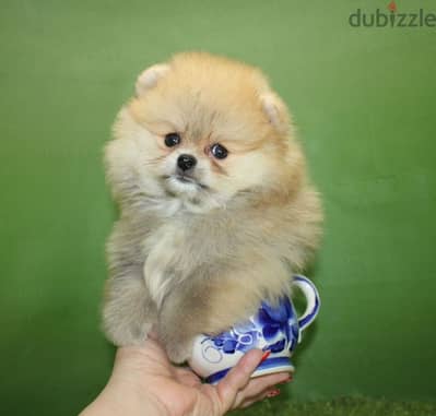 Mini Pomeranian from Russia