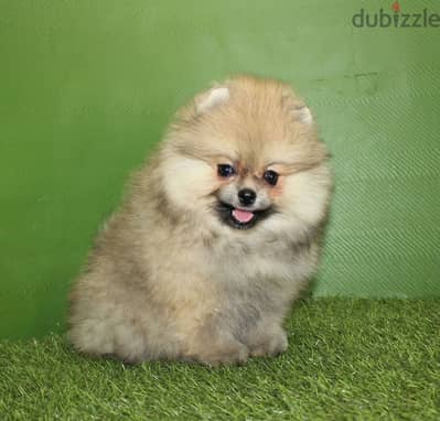 Pomeranian from Russia