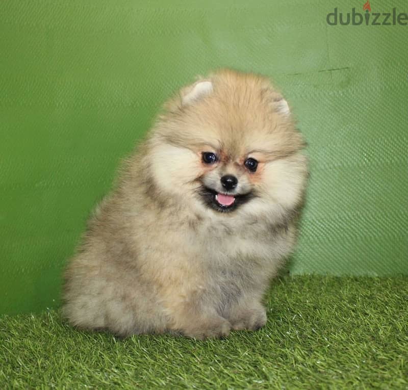 Pomeranian from Russia 0