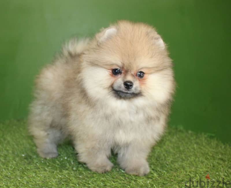 Pomeranian from Russia 1