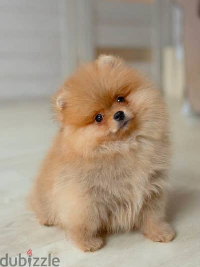 Mini Pomeranian imported from Russia