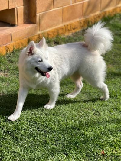 samoyed dogs